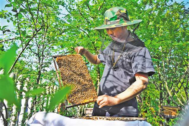 酉陽800 山地特色產(chǎn)業(yè)提質增效，農(nóng)產(chǎn)品發(fā)展新篇章
